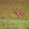 008 Plateaux Batekes 3 Impala 8EIMG_17383WTMK.jpg