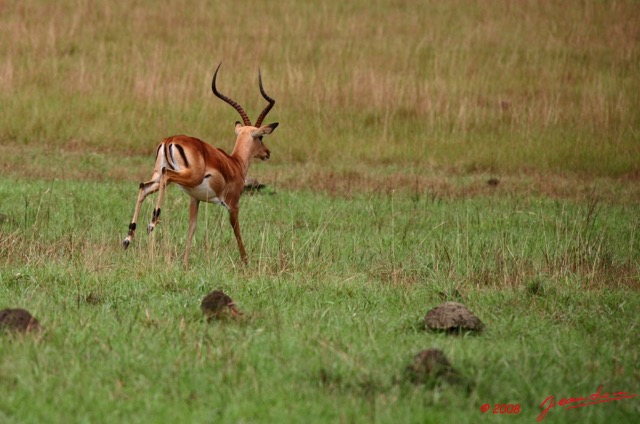 039 Plateaux Batekes 3 Impala 8EIMG_16855WTMK.jpg