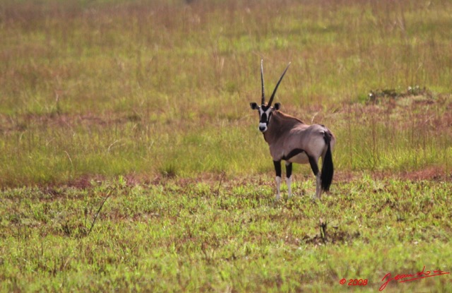 042 Plateaux Batekes 3 Oryx 8EIMG_17319WTMK.jpg