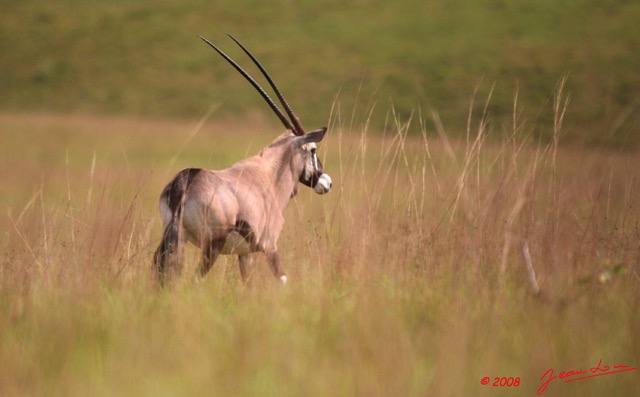 043 Plateaux Batekes 3 Oryx 8EIMG_17320WTMK.jpg