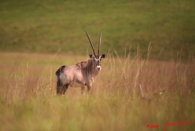 044 Plateaux Batekes 3 Oryx 8EIMG_17321WTMK.jpg