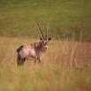 044 Plateaux Batekes 3 Oryx 8EIMG_17321WTMK.jpg
