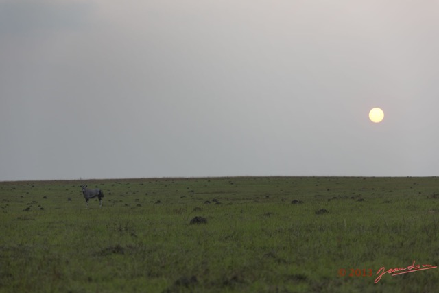 002 SPB 10 Oryx au Soleil Couchant 13E5K3IMG_94242wtmk.jpg