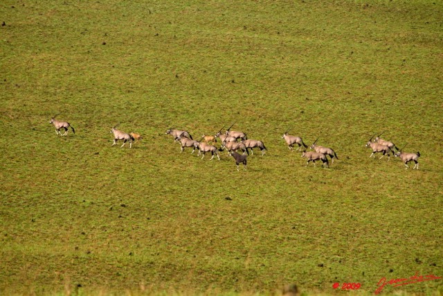 015 Plateaux Bateke 4 Oryx 9E50IMG_30770wtmk.jpg