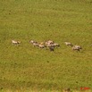 015 Plateaux Bateke 4 Oryx 9E50IMG_30770wtmk.jpg