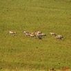 015 Plateaux Bateke 4 Oryx 9E50IMG_30770wtmk.jpg