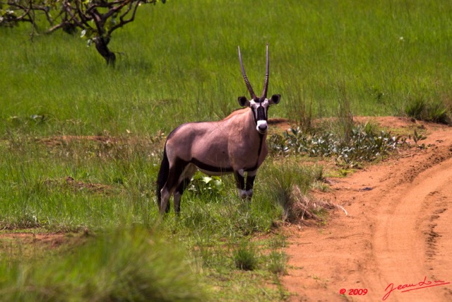 017 Plateaux Bateke 4 Oryx 9E50IMG_30940wtmk.jpg