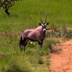 017 Plateaux Bateke 4 Oryx 9E50IMG_30940wtmk.jpg