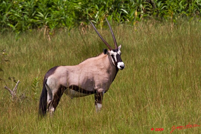 018 Plateaux Bateke 4 Oryx 9E50IMG_30976wtmk.jpg