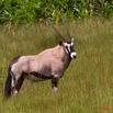 018 Plateaux Bateke 4 Oryx 9E50IMG_30976wtmk.jpg