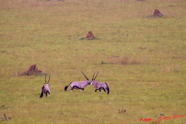 021 Plateaux Bateke 4 Oryx et Termitières 9E50IMG_30799wtmk.jpg
