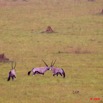 021 Plateaux Bateke 4 Oryx et Termitières 9E50IMG_30799wtmk.jpg