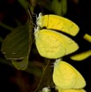 026 Plateaux Bateke 4 Lepidopteres EUREMA Senegalensis 9E50IMG_30844wtmk.jpg