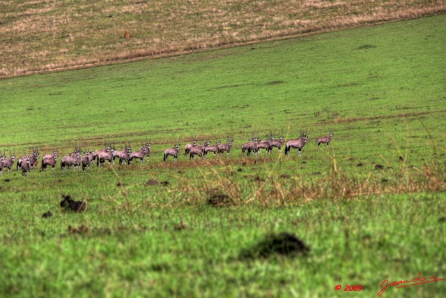 053 Plateaux Bateke 5 Oryx H9E52IMG_50136wtmk.jpg