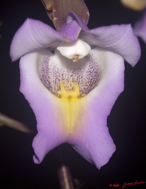 018 Plateaux Bateke 6 Fleur Orchidee 9E50DIMG_31941wtmk.jpg