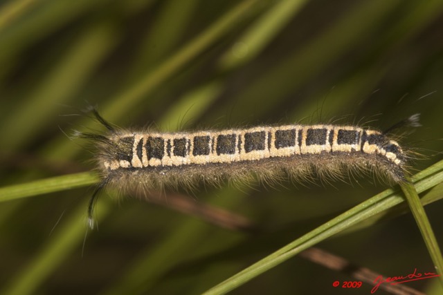 026 Plateaux Bateke 6 Insecte Chenille 9E50DIMG_31984wtmk.jpg
