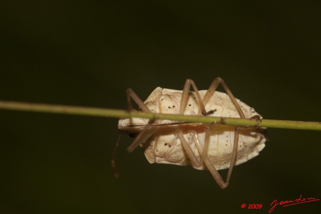 029 Plateaux Bateke 6 Insecte Heteroptere 9E50DIMG_31920wtmk.jpg
