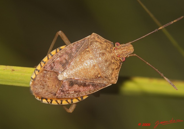 030 Plateaux Bateke 6 Insecte Heteroptere 9E50DIMG_31921wtmk.jpg