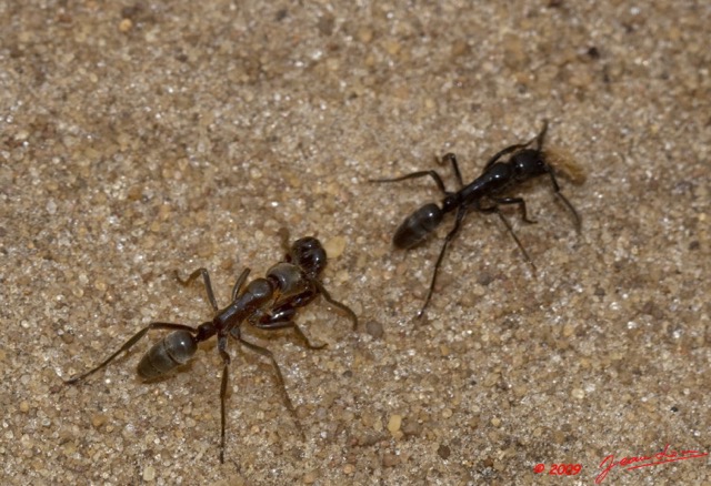 031 Plateaux Bateke 6 Insecte Hymenoptere 9E50DIMG_32041wtmk.jpg