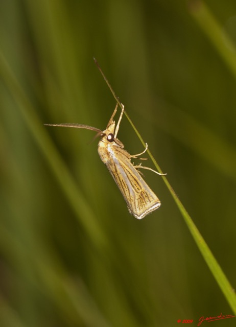 032 Plateaux Bateke 6 Insecte Lepidoptere 9E50DIMG_31934wtmk.jpg