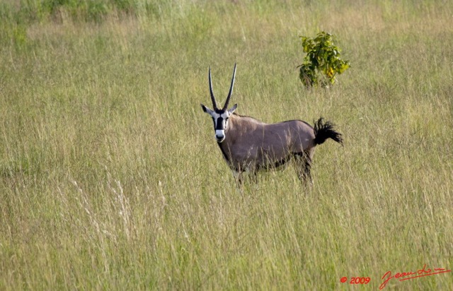 041 Plateaux Bateke 6 Oryx 9E5K2IMG_53286wtmk.jpg