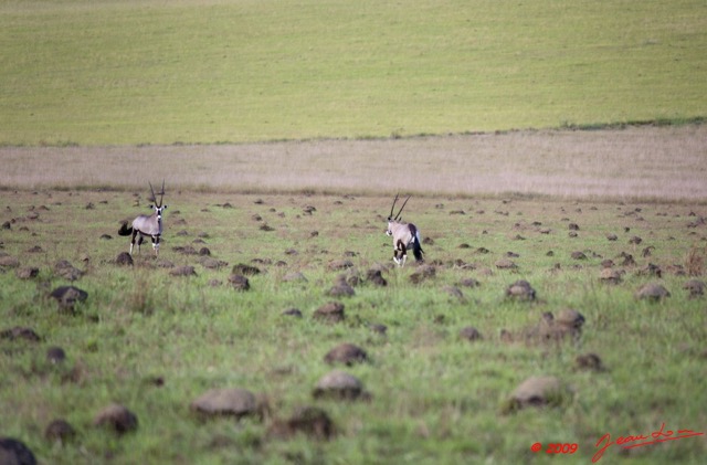 042 Plateaux Bateke 6 Oryx 9E5K2IMG_53296wtmk.jpg
