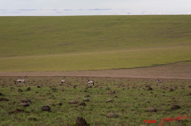051 Plateaux Bateke 6 Savane et Oryx 9E5K2IMG_53297wtmk.jpg