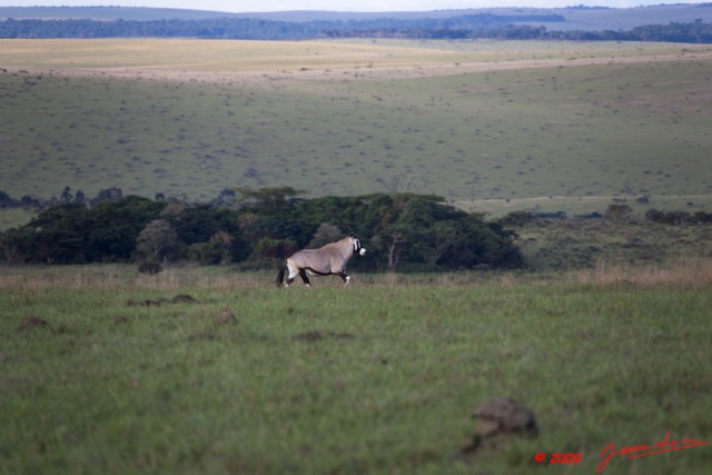 052 Plateaux Bateke 6 Savane et Oryx 9E5K2IMG_53314wtmk.jpg