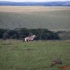 052 Plateaux Bateke 6 Savane et Oryx 9E5K2IMG_53314wtmk.jpg