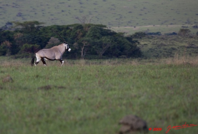 053 Plateaux Bateke 6 Savane et Oryx 9E5K2IMG_53314awtmk.jpg