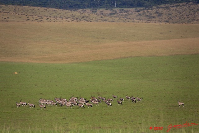030 SPB 7 Oryx en Troupeau 10E5K2IMG_57230wtmk.jpg
