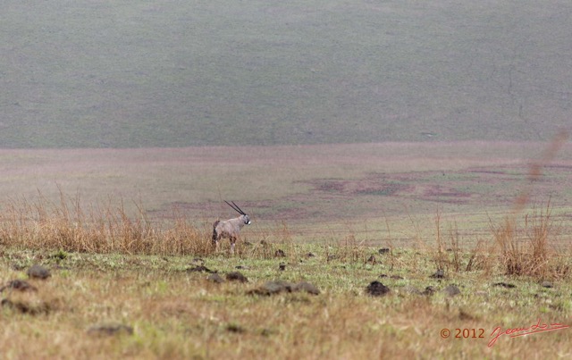 003 SPB 8 Savane et Oryx gazella 12E5K2IMG_76328wtmk.jpg