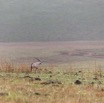 003 SPB 8 Savane et Oryx gazella 12E5K2IMG_76328wtmk.jpg