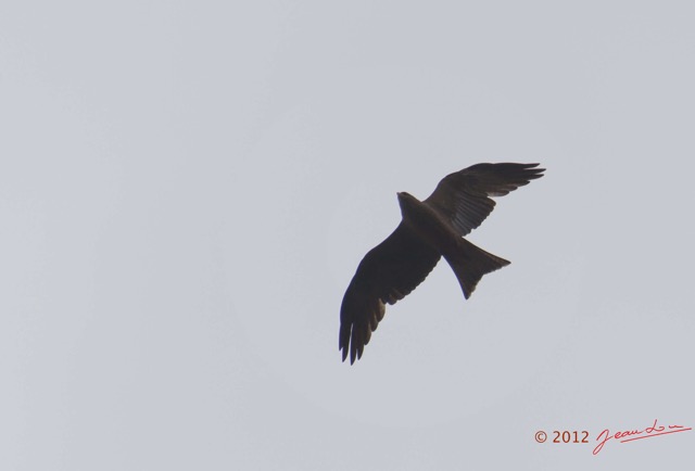 008 SPB 8 Oiseau Rapace Milan Noir Milvus migrans 12E5K2IMG_76344wtmk.jpg