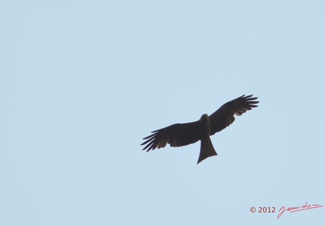 009 SPB 8 Oiseau Rapace Milan Noir Milvus migrans 12E5K2IMG_76345wtmk.jpg