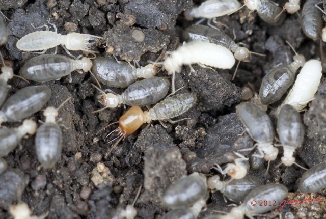 010 SPB 8 Termites 12E5K2IMG_76365wtmk.jpg