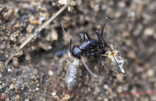 014 SPB 8 Termites Combat Contre les Fourmis 12E5K2IMG_76403wtmk.jpg
