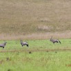 016 SPB 8 Savane et Oryx gazella 12E5K2IMG_76409awtmk.jpg