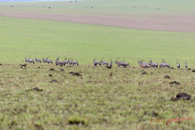 019 SPB 8 Savane et Oryx gazella 12E5K2IMG_76417wtmk.jpg