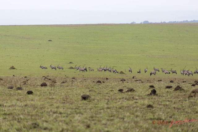020 SPB 8 Savane et Oryx gazella 12E5K2IMG_76422wtmk.jpg