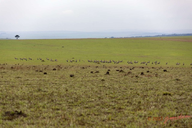 021 SPB 8 Savane et Oryx gazella 12E5K2IMG_76428wtmk.jpg