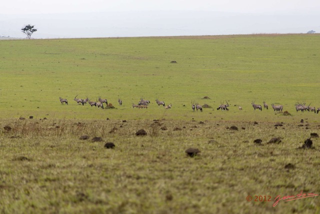 022 SPB 8 Savane et Oryx gazella 12E5K2IMG_76425wtmk.jpg