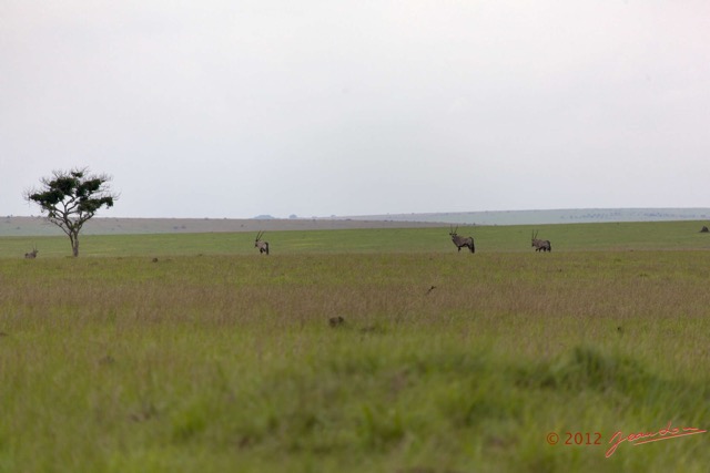 027 SPB 8 Savane et Oryx gazella 12E5K2IMG_76460wtmk.jpg