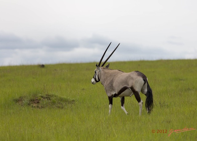 003 SPB 9 Oryx gazella Solitaire 12E5K3IMG_90485wtmk.jpg