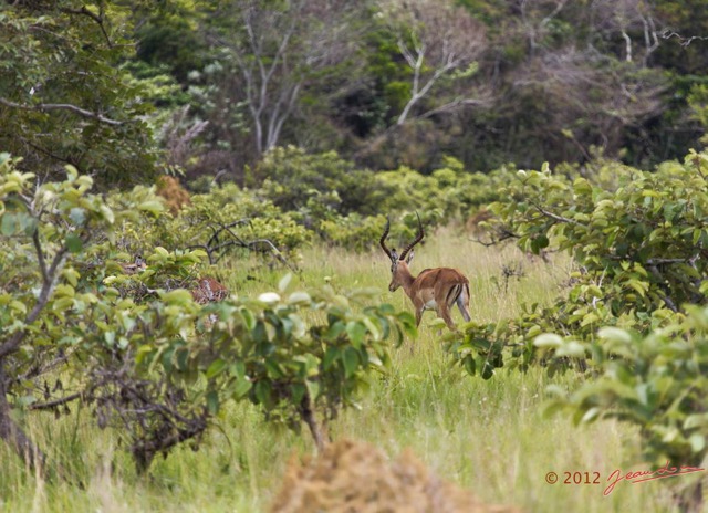 031 SPB 9 Savane Arbustive et Impala Aepyceros melampus m 12E5K3IMG_90624wtmk.jpg