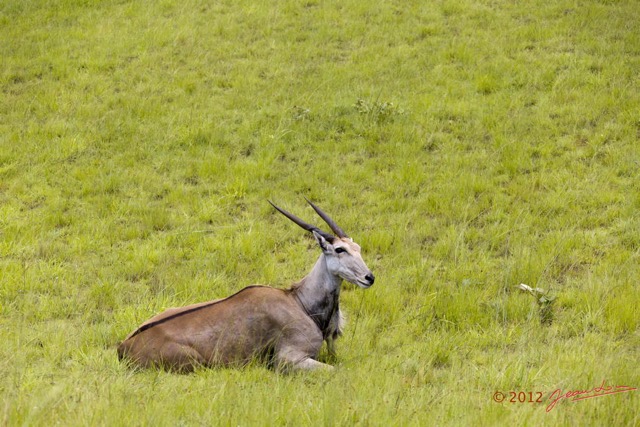 037 SPB 9 Elan du Cap Tragelaphus oryx 12E5K3IMG_90663wtmk.jpg