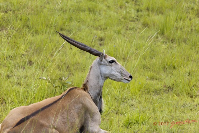 038 SPB 9 Elan du Cap Tragelaphus oryx 12E5K3IMG_90665wtmk.jpg