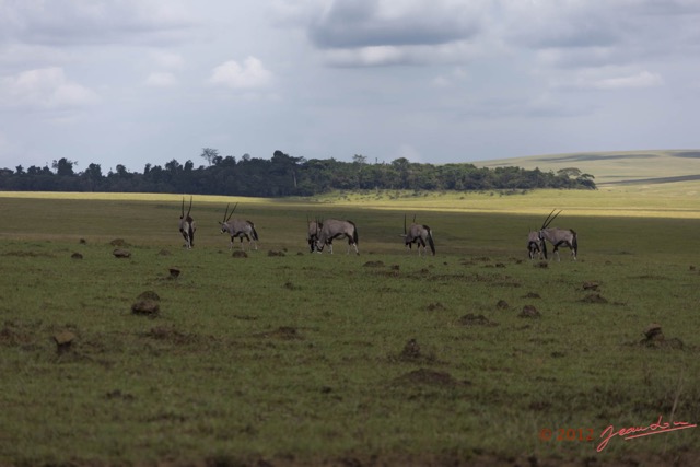 047 SPB 9 Savane et Oryx gazella en Troupeau 12E5K3IMG_90705wtmk.jpg