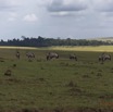 047 SPB 9 Savane et Oryx gazella en Troupeau 12E5K3IMG_90705wtmk.jpg