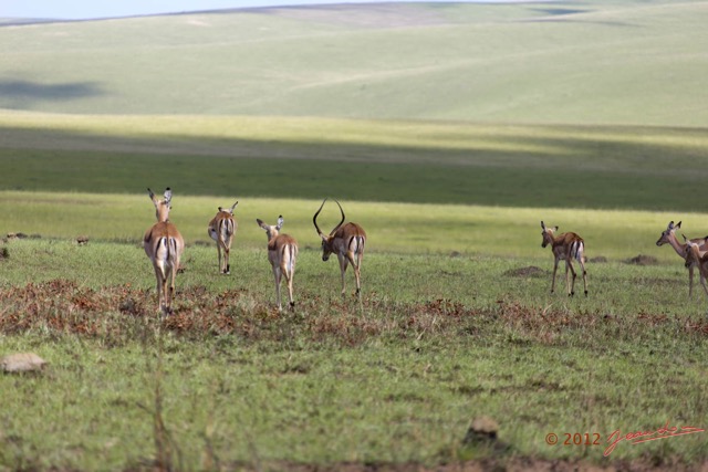 049 SPB 9 Savane et Impala Aepyceros melampus en Troupeau 12E5K3IMG_90712wtmk.jpg